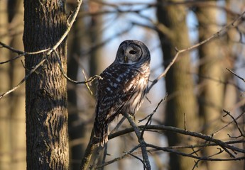 Barred Owl in the forest 