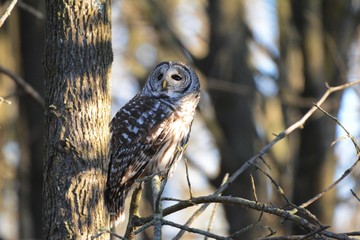 Barred Owl in the forest 