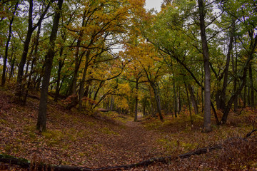 Fototapeta na wymiar Forest Trail in Autumn 