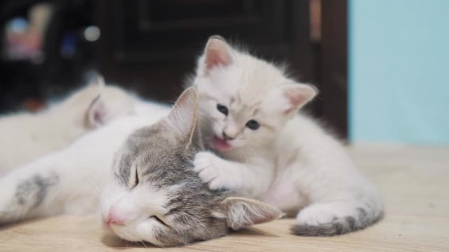 little cute kitten lifestyle sleeping next to cat mom. cat family care love friendship and understanding. cute pets funny video. little white cute kitten and adult cat pet concept