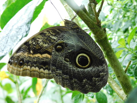 Mariposa buho