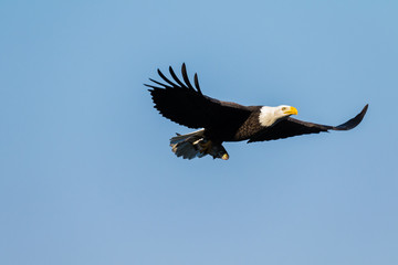 Eagles
