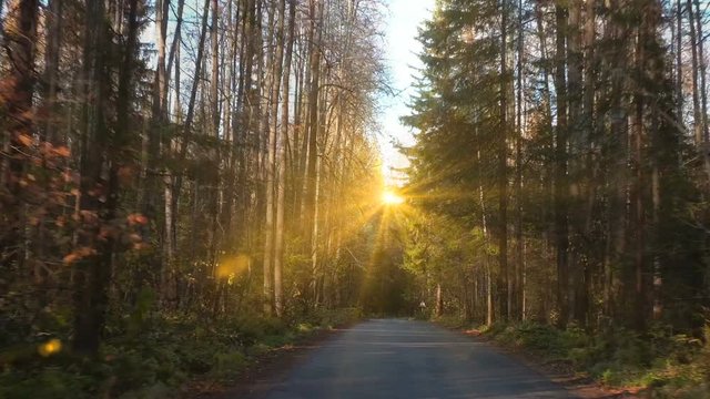 walk along the autumn forest road video loop
