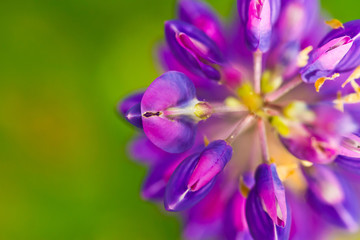 Flower blue lupine super close up and blur
