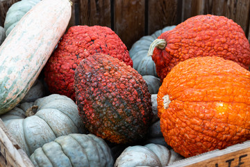 pumpkins and gourds at a pumpkin patch