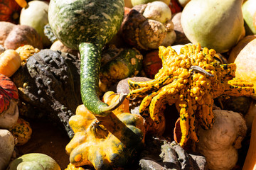 fresh vegetables on the market at a pumpkin patch