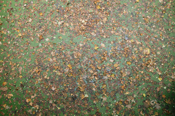 Leaves on algae water in Utrecht