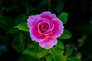 The Rose out front. 