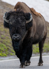 Buffalo Walks Along Paved Road
