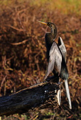 Anhinga