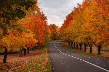 Naklejka premium la piste cyclable