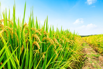 yellow ripe rice fields in the autumn season