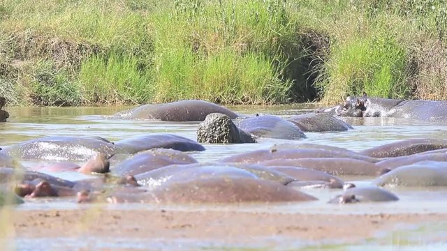 Hippo pod - Action at the hippo pool in Serengeti National Park, Tanzania.