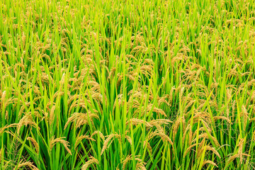 yellow ripe rice fields in the autumn season