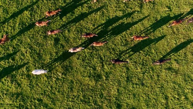 A group of horses walk on a grass field. Filmed in Canada during sunset, so it's possible to see the shadows of the horses.