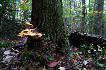 Large bright orange fungi growun on a tree, in a woodland