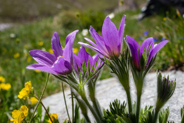 Alpine flower Pulsatilla Halleri in backlit. Aosta valley, Italy
