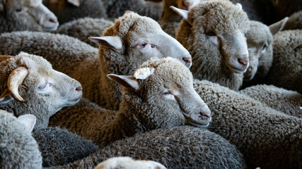 Wooly Heads