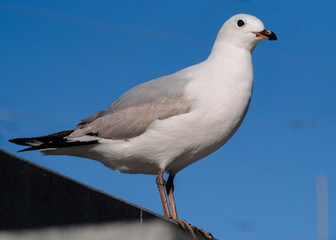 Seagull Close up