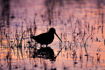 Snipe in Sunset
