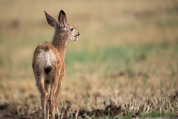 Fawn