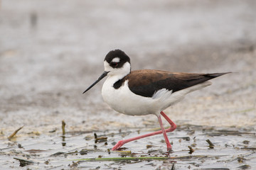 Black-Necked Stilts