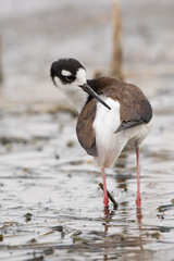 Black-Necked Stilts