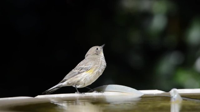HD video of one female Yellow-rumped Warbler perched on a bird bath bathing in the water.