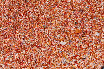 Beach of sea covered with coarse fragments of sea shells