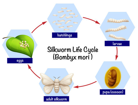 Silkworm life cycle diagram