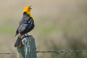 Yellow-Headed Blackbird