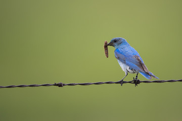 Mountain Bluebird