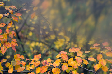 Abstract autumn leaves background