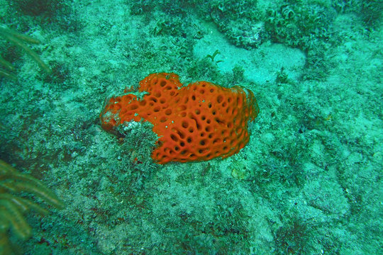 Red coral on the ocean floor