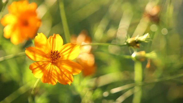 Marigold Flower in Sunrise