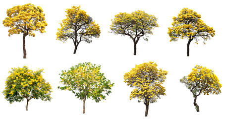 The collection set of isolated golden yellow flower blossom trees on white background for spring and summer season design