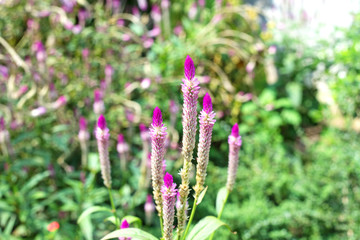young pink Common cockscomb flower in the garden (soft focus)