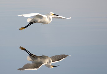 Fototapeta na wymiar White Egret in Flight