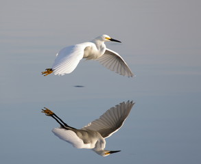 White Egret in Flight