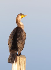 Cormorant