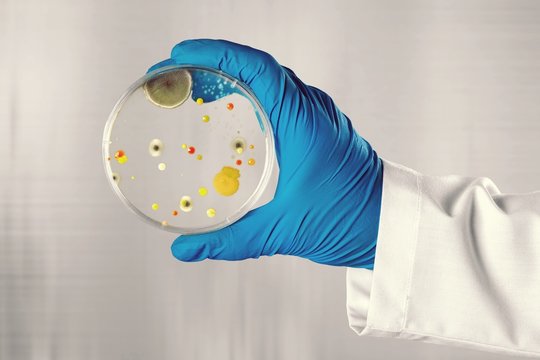 Microbiology laboratory test in scientist hand on background