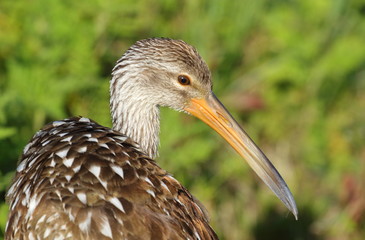 Limpkin
