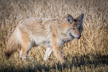 Coyote