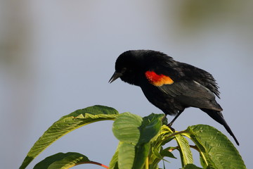Red-winged Blackbird