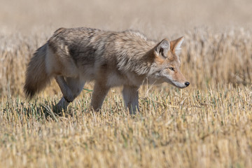 Coyote
