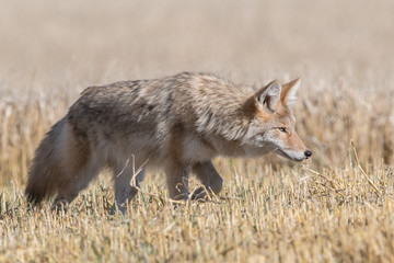 Coyote