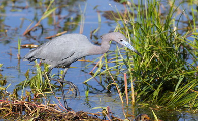 Little Blue Heron Fishing
