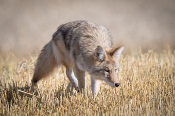 Coyote