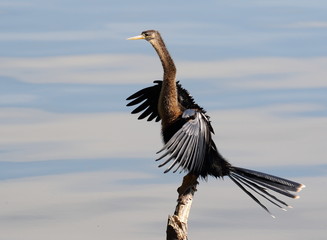 Fototapeta premium Anhinga Perch