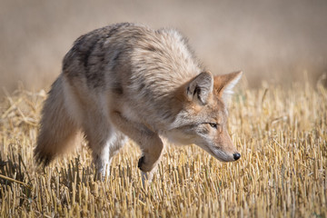Coyote